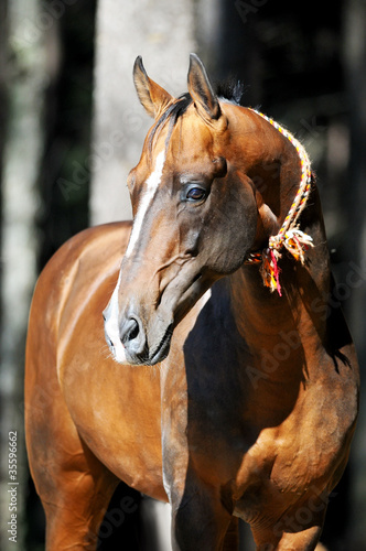 bay akhal-teke horse portrait © Viktoria Makarova
