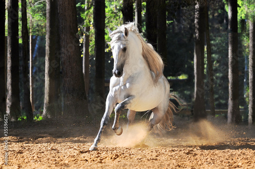 Fotografia White horse runs gallop in sand