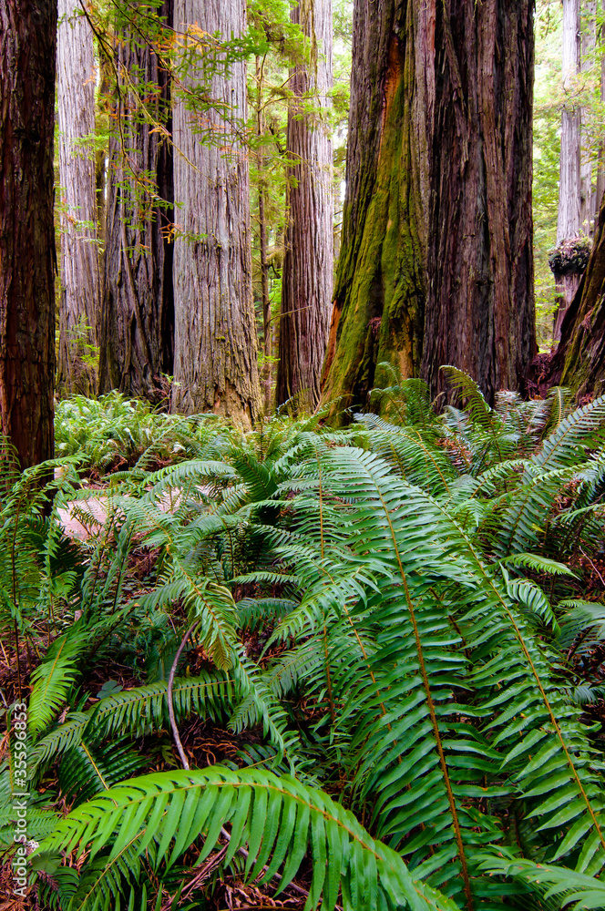 Ferns Under Giant Redwoods Ferns Under Giant Redwoods