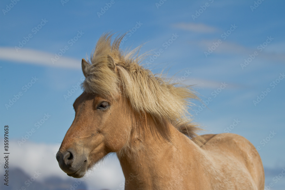 Obraz premium Islandpferd