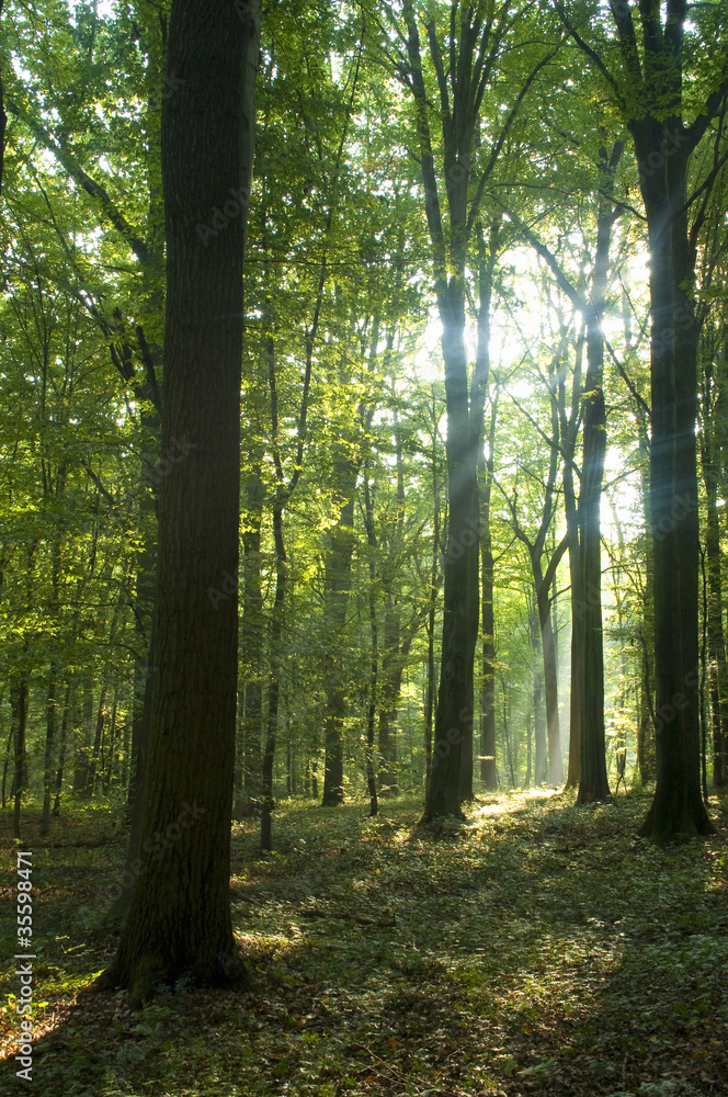 Forest Forest