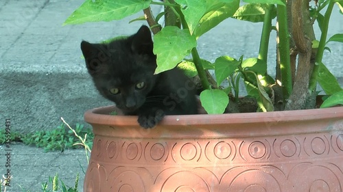 young playing kitten photo