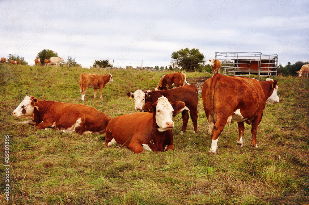 Cows in a field