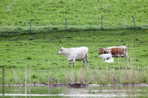 Dairy cows at the water edge