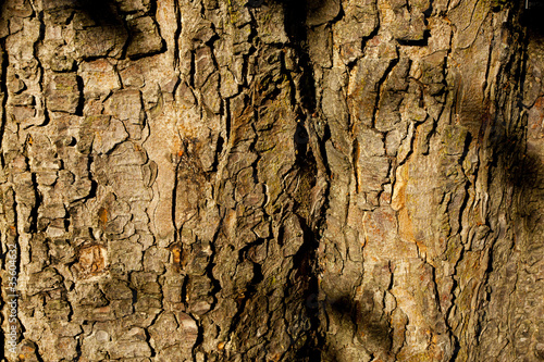 tree texture photo