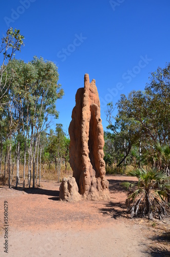 termitiere geante en australie