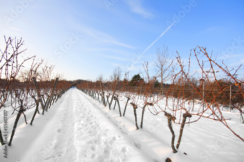 Weinreben im Winter in Wien Stammersdorf photo