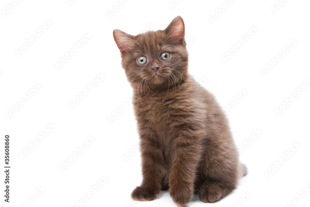 cute chestnut British kitten cute chestnut British kitten