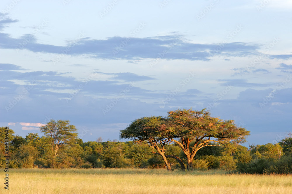 Naklejka premium Afrykańskie drzewo akacjowe