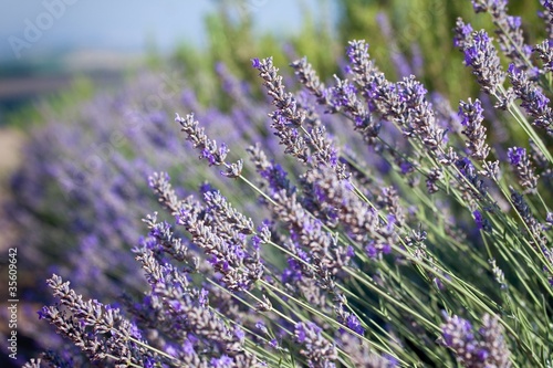 Fototapeta Naklejka Na Ścianę i Meble -  Beautiful detail of a lavender field