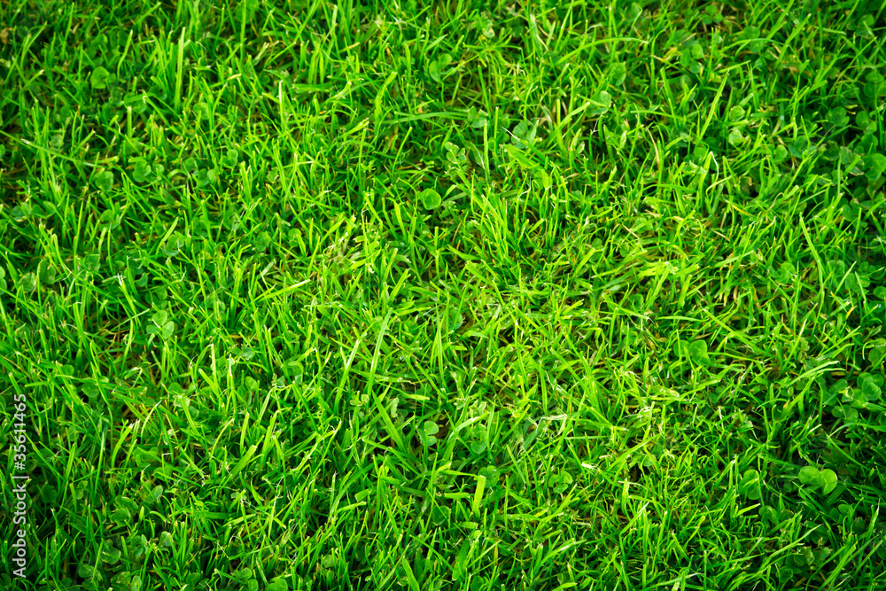 Green grass pattern Green grass pattern