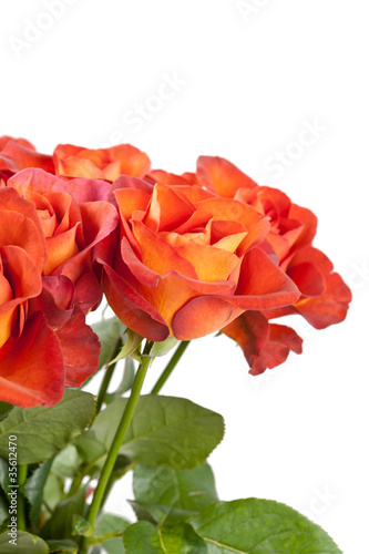 beautiful roses