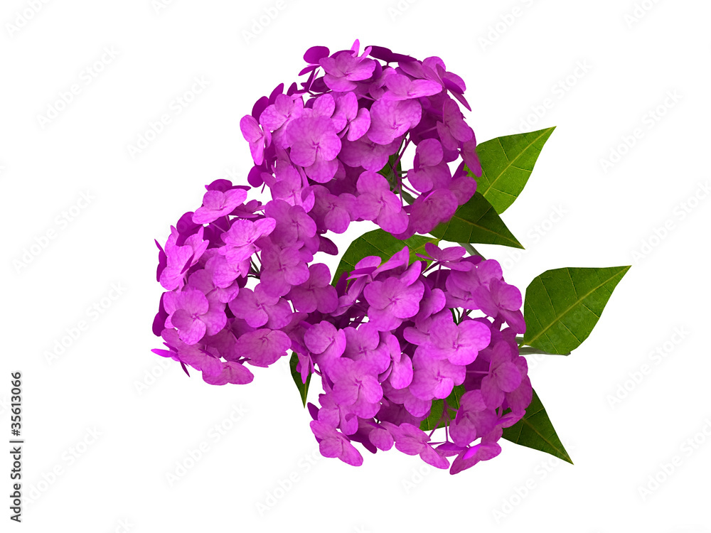 Pink Hydrangeas in 3D