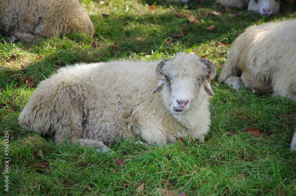 Owca leżąca na trawie - obrazy, fototapety, plakaty 