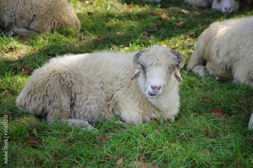 Owca leżąca na trawie