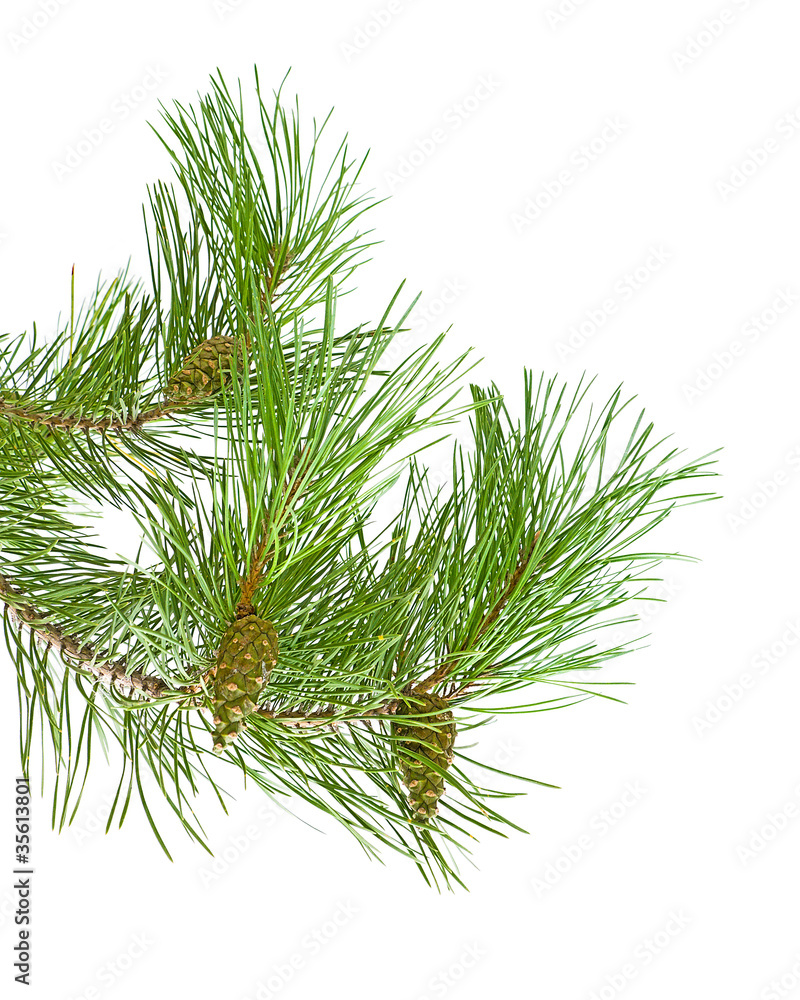 cones on a pine branch cones on a pine branch