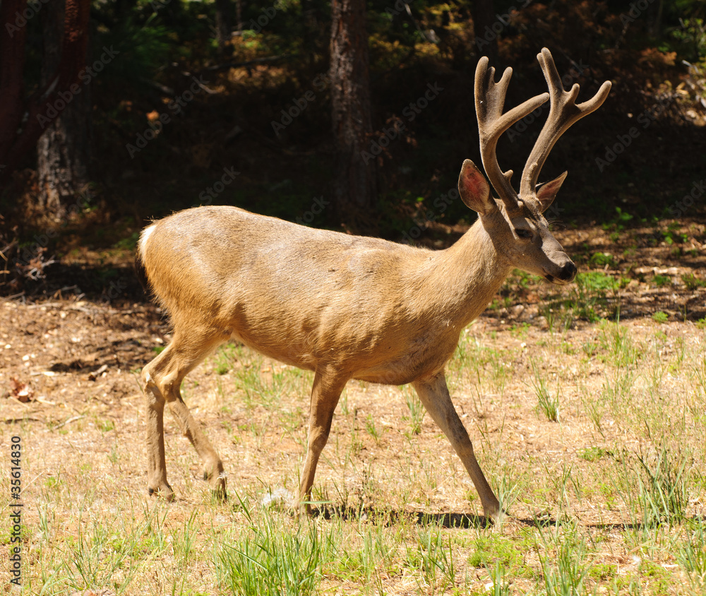 Fototapeta premium black-tailed buck