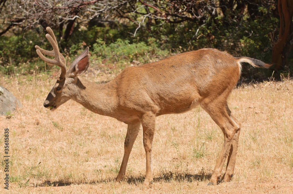 Fototapeta premium Colombian Black-tailed buck feeding
