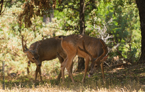 Pair of Black-tailed bucks in the shade © Jeffrey Banke