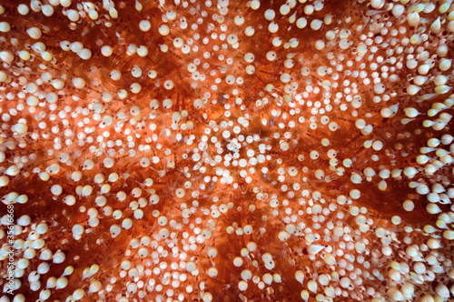 Sea urchin background