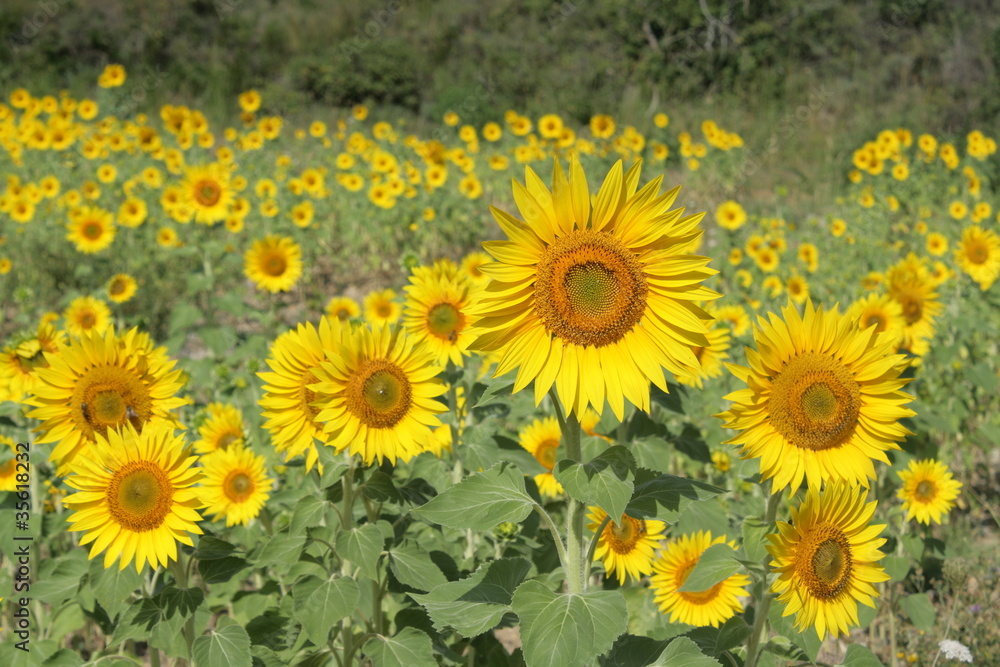 Tournesol Tournesol