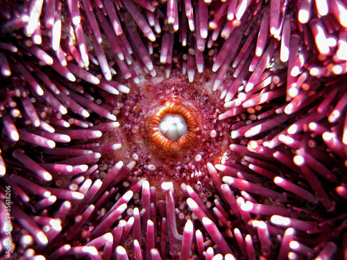 Mouth of a purple sea urchin, Sphaerechinus granularis, Mediterranean sea, France photo