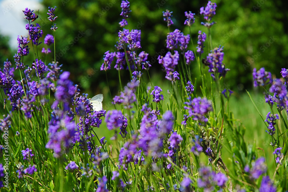 purple lavender