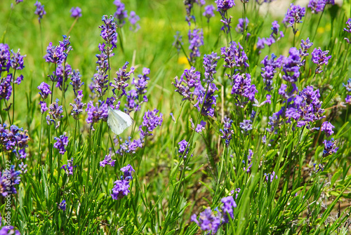 purple lavender and butterfly in garden