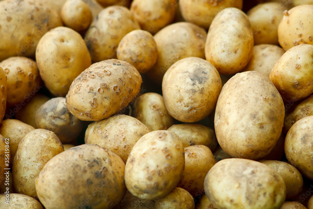 A lot of fresh digged and washed potatoes A lot of fresh digged and washed potatoes