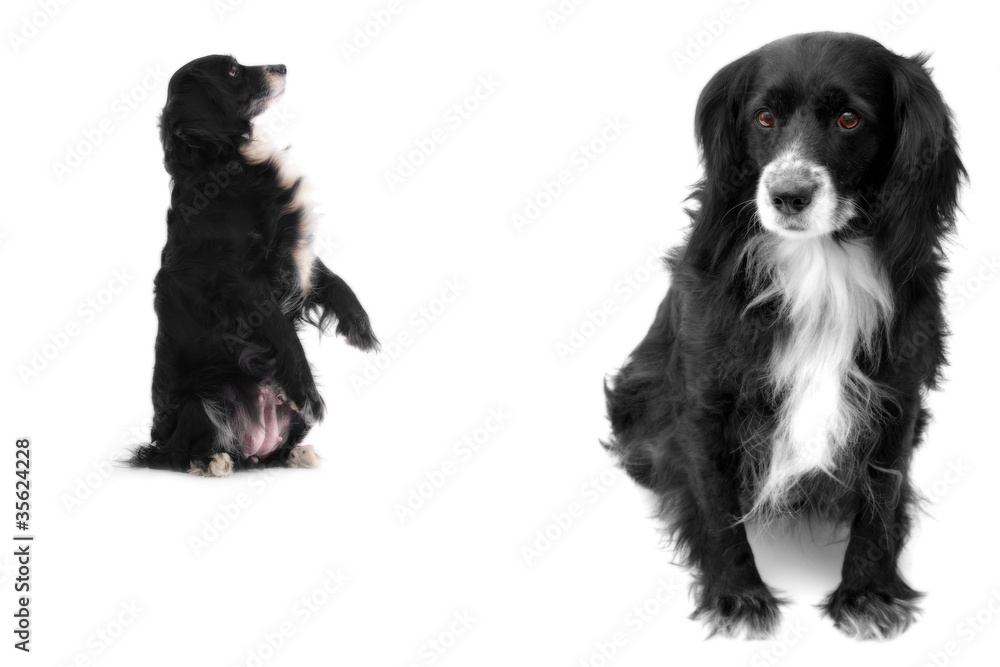 Fototapeta premium dog