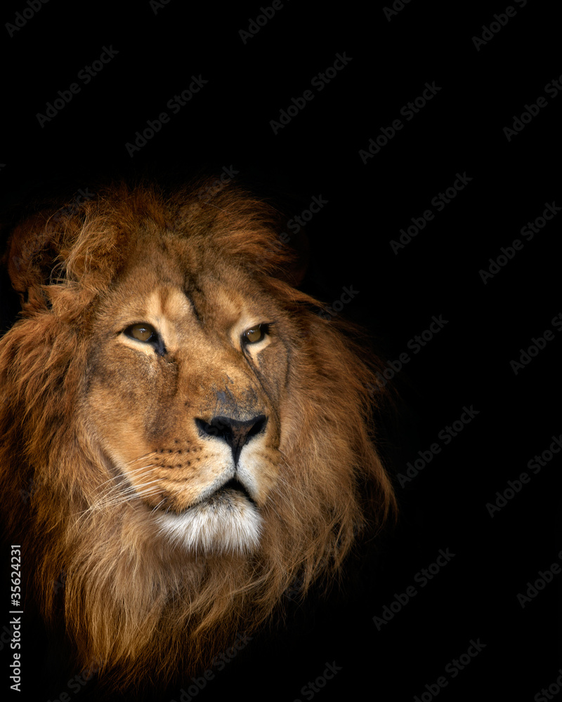 Fototapeta premium noble lion on a black background