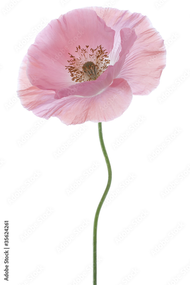 Fototapeta premium MAK