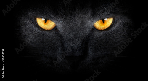 View from the darkness. muzzle a cat on a black background.
