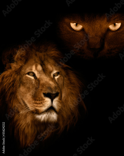 View from the darkness. Lion on a black background.