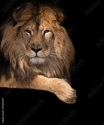 noble lion on a black background