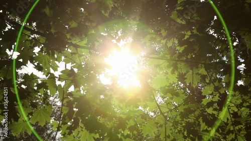 Sunlight breaks through the green leaves of maple photo