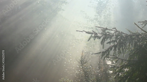 forest in fog