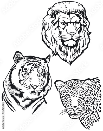 Drei Raubtiere, Löwe, Tiger, Leopart