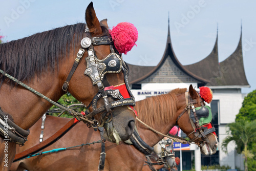 Horses in Bukittinggi,Indonesia photo