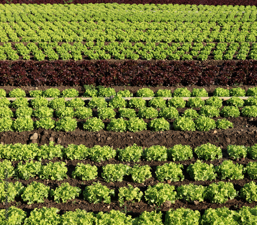 lignes d'un champs de salades bio photo