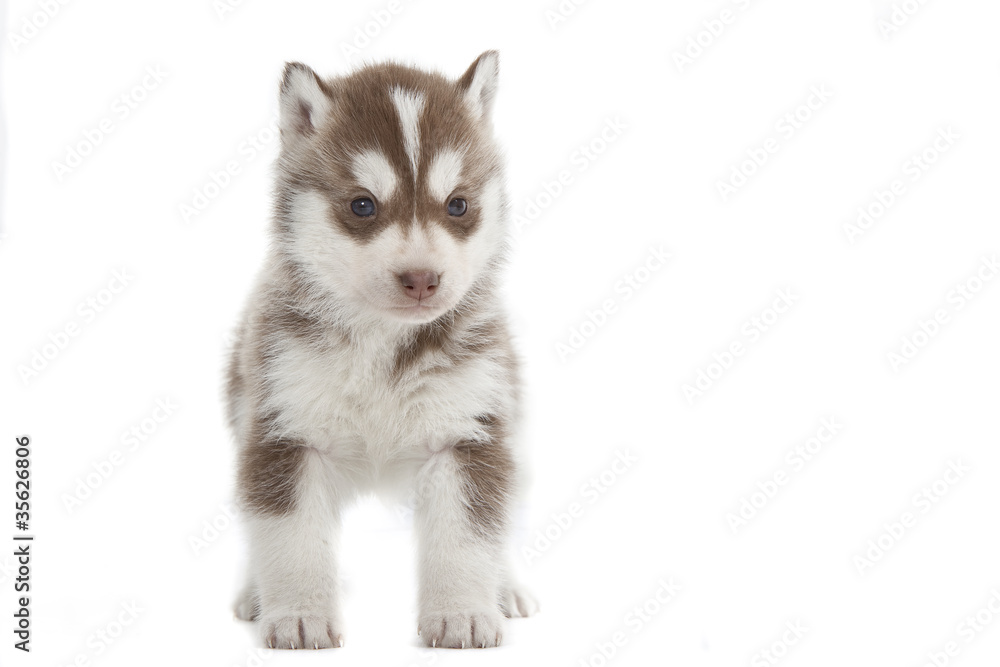 puppy siberian husky puppy siberian husky