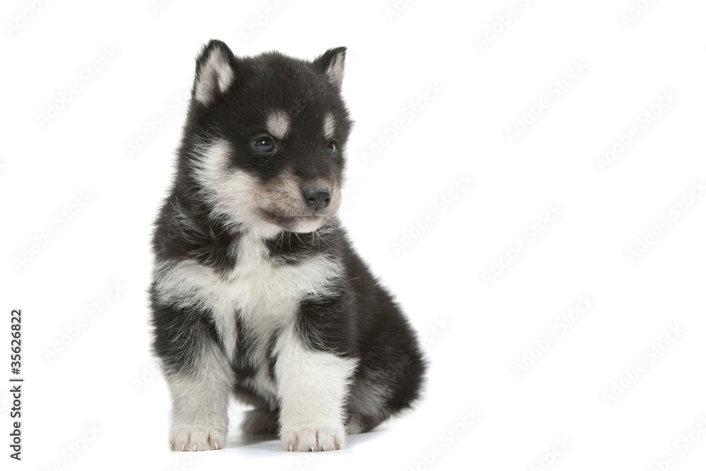 Obraz premium chiot assis de face - peluche