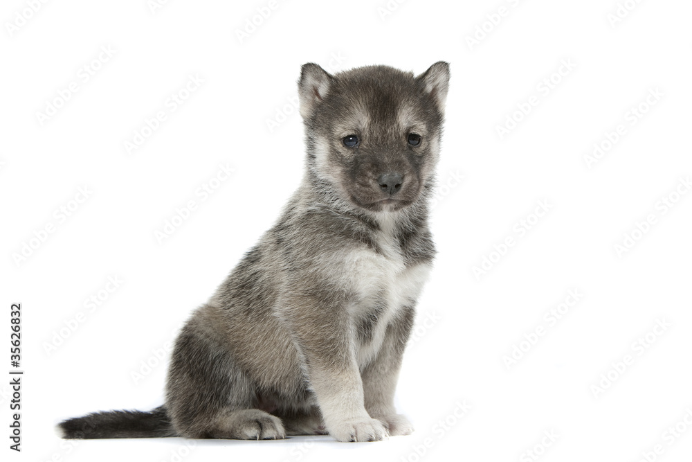 Obraz premium fierté du chiot husky assis de profil