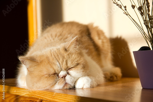 Cute relaxing cat photo