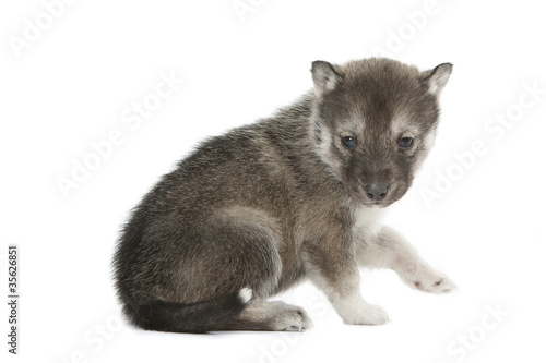 timidité du chiot siberian husky