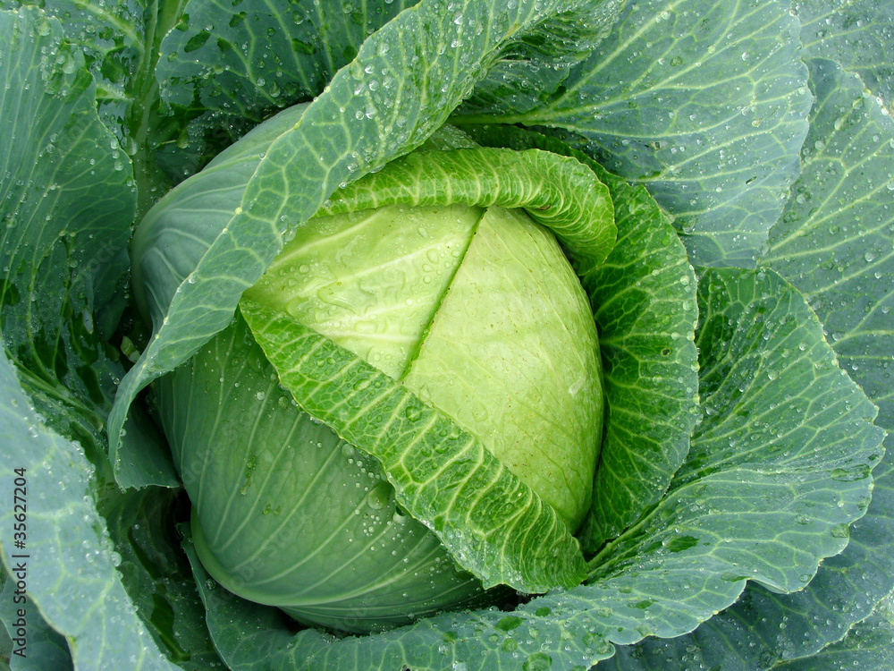 Obraz premium cabbage head with dew drops