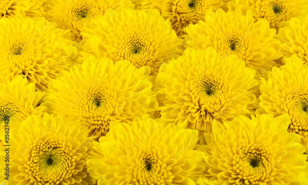 Yellow chrysanthemums flower. Yellow chrysanthemums flower.