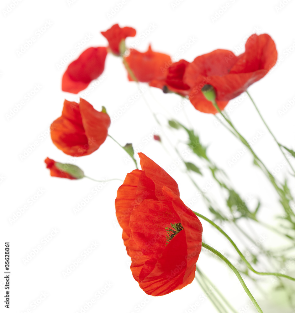 Poppies isolated on white background / focus on the foreground Poppies isolated on white background / focus on the foreground