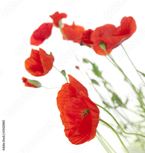 Poppies isolated on white background   focus on the foreground
