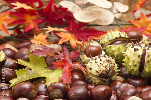 chestnuts and autumn leaves